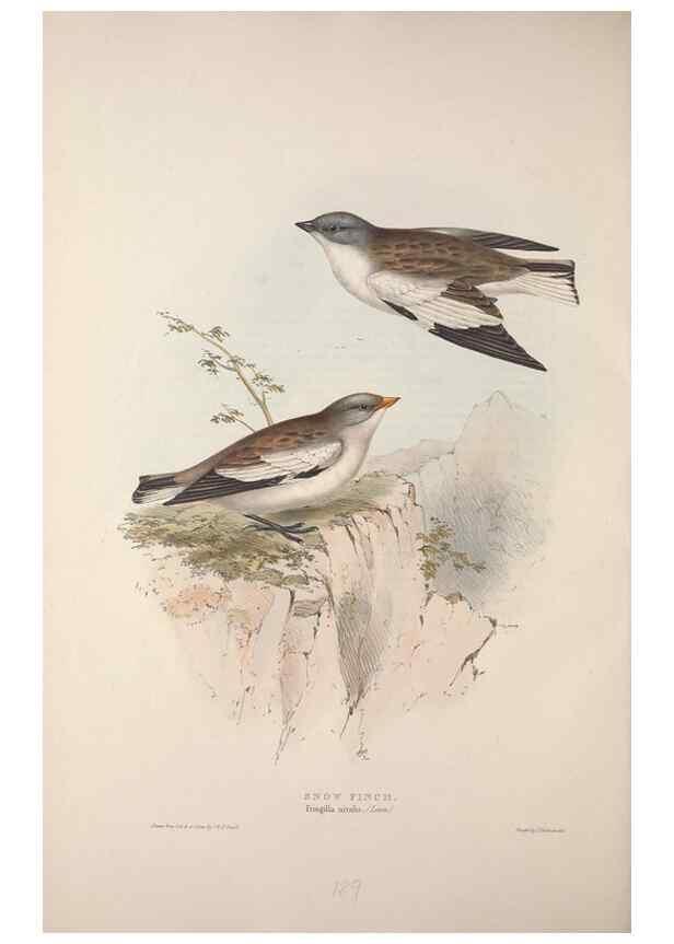 Reproducción/Reproduction 45862765615: The birds of Europe.. London,Printed by R. and J.E. Taylor, pub. by the author,1837.. 