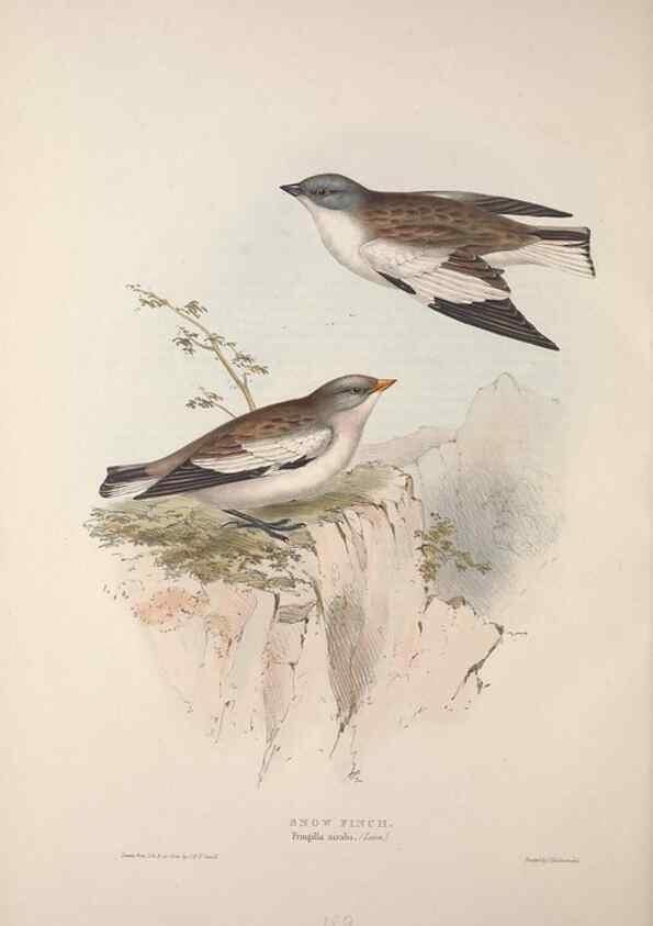 Reproducción/Reproduction 45862765615: The birds of Europe.. London,Printed by R. and J.E. Taylor, pub. by the author,1837.. 