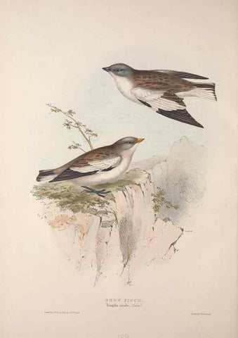 Reproducción/Reproduction 45862765615: The birds of Europe.. London,Printed by R. and J.E. Taylor, pub. by the author,1837.. 