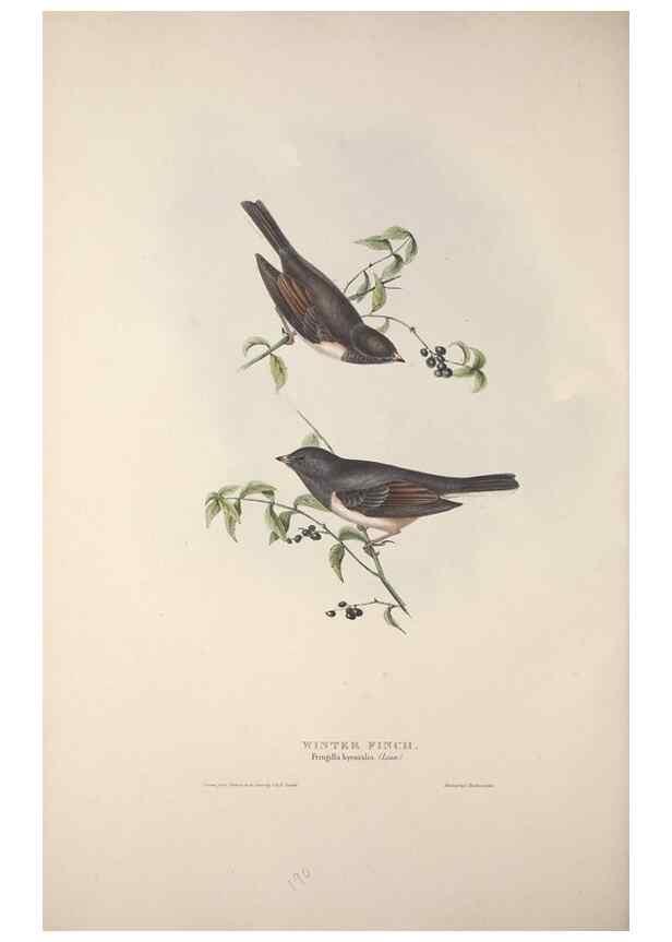 Reproducción/Reproduction 46777844271: The birds of Europe.. London,Printed by R. and J.E. Taylor, pub. by the author,1837.. 