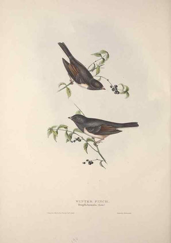 Reproducción/Reproduction 46777844271: The birds of Europe.. London,Printed by R. and J.E. Taylor, pub. by the author,1837.. 