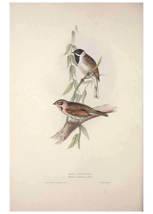 Reproducción/Reproduction 32902146118: The birds of Europe.. London,Printed by R. and J.E. Taylor, pub. by the author,1837.. 