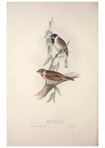 Reproducción/Reproduction 32902146118: The birds of Europe.. London,Printed by R. and J.E. Taylor, pub. by the author,1837.. 