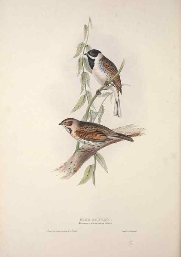 Reproducción/Reproduction 32902146118: The birds of Europe.. London,Printed by R. and J.E. Taylor, pub. by the author,1837.. 