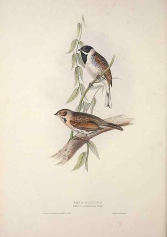 Reproducción/Reproduction 32902146118: The birds of Europe.. London,Printed by R. and J.E. Taylor, pub. by the author,1837.. 