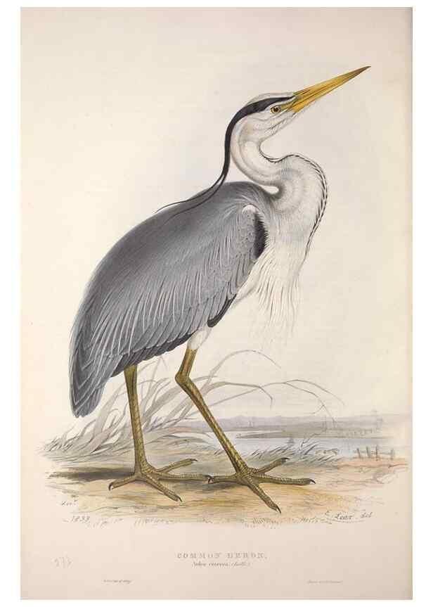 Reproducción/Reproduction 39812774813: The birds of Europe.. London,Printed by R. and J.E. Taylor, pub. by the author,1837.. 