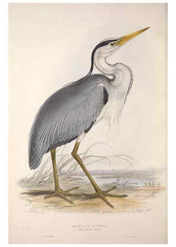 Reproducción/Reproduction 39812774813: The birds of Europe.. London,Printed by R. and J.E. Taylor, pub. by the author,1837.. 