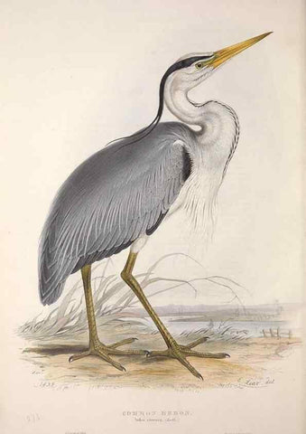 Reproducción/Reproduction 39812774813: The birds of Europe.. London,Printed by R. and J.E. Taylor, pub. by the author,1837.. 