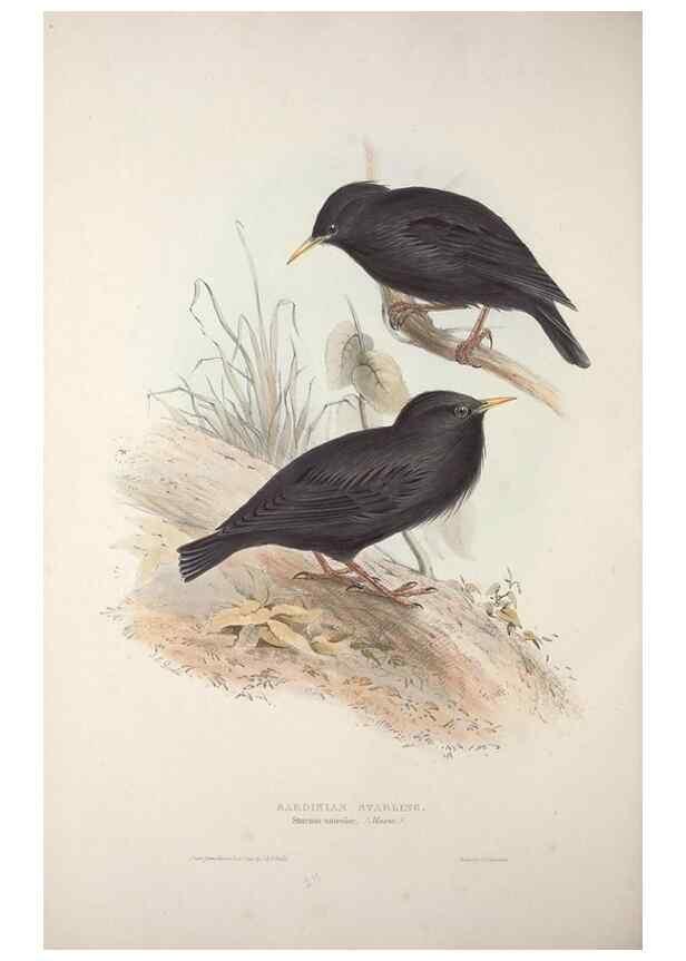 Reproducción/Reproduction 46777892351: The birds of Europe.. London,Printed by R. and J.E. Taylor, pub. by the author,1837.. 