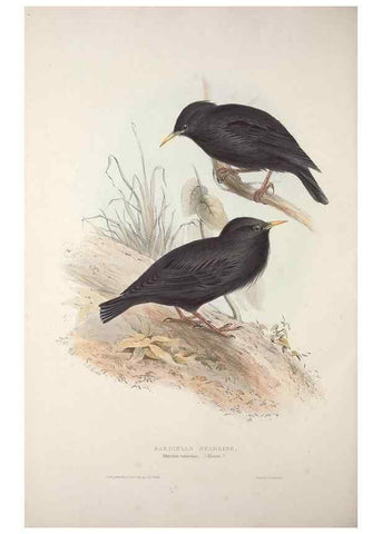 Reproducción/Reproduction 46777892351: The birds of Europe.. London,Printed by R. and J.E. Taylor, pub. by the author,1837.. 