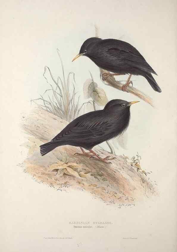 Reproducción/Reproduction 46777892351: The birds of Europe.. London,Printed by R. and J.E. Taylor, pub. by the author,1837.. 