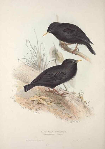 Reproducción/Reproduction 46777892351: The birds of Europe.. London,Printed by R. and J.E. Taylor, pub. by the author,1837.. 