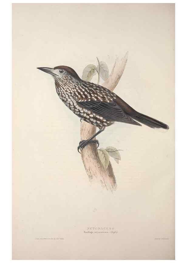 Reproducción/Reproduction 46052737764: The birds of Europe.. London,Printed by R. and J.E. Taylor, pub. by the author,1837.. 