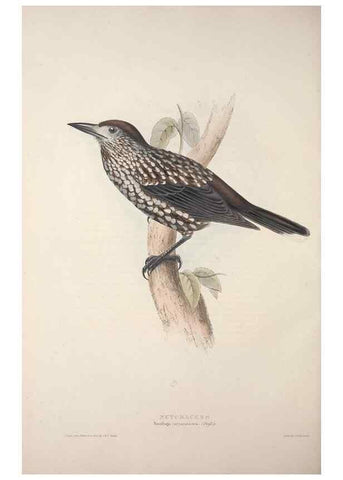 Reproducción/Reproduction 46052737764: The birds of Europe.. London,Printed by R. and J.E. Taylor, pub. by the author,1837.. 