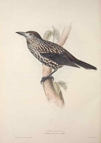 Reproducción/Reproduction 46052737764: The birds of Europe.. London,Printed by R. and J.E. Taylor, pub. by the author,1837.. 