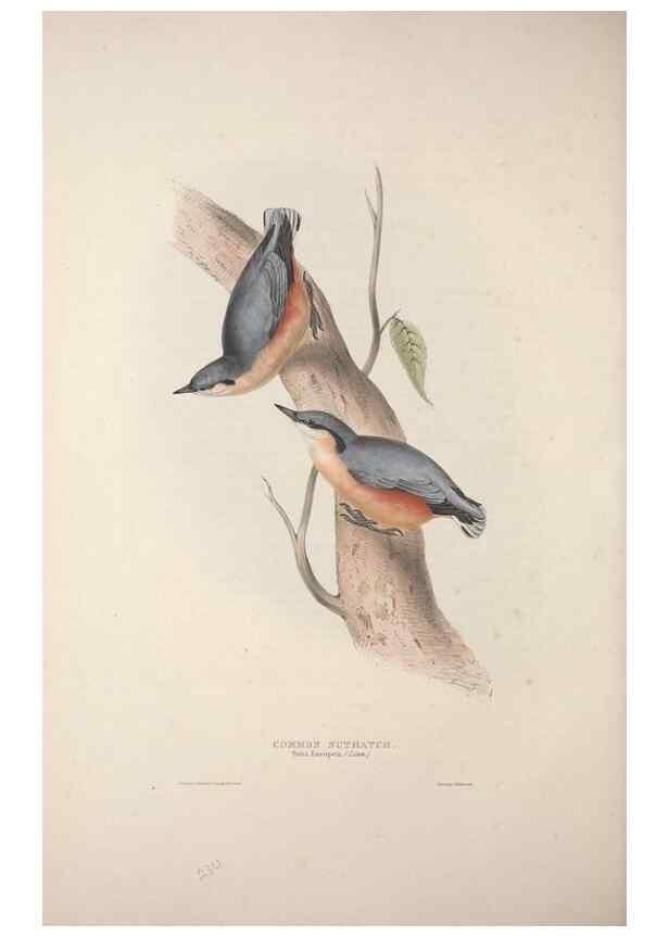 Reproducción/Reproduction 46725159502: The birds of Europe.. London,Printed by R. and J.E. Taylor, pub. by the author,1837.. 