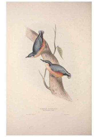 Reproducción/Reproduction 46725159502: The birds of Europe.. London,Printed by R. and J.E. Taylor, pub. by the author,1837.. 