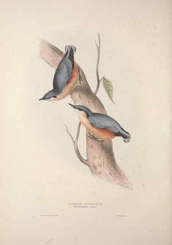 Reproducción/Reproduction 46725159502: The birds of Europe.. London,Printed by R. and J.E. Taylor, pub. by the author,1837.. 