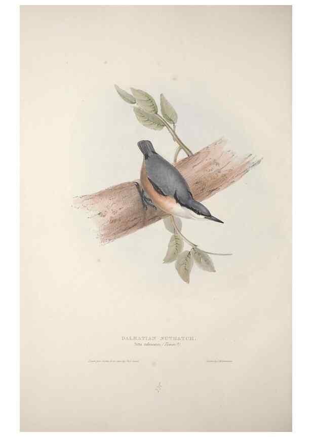 Reproducción/Reproduction 46725168722: The birds of Europe.. London,Printed by R. and J.E. Taylor, pub. by the author,1837.. 