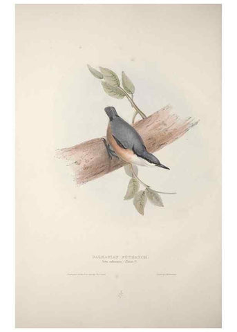 Reproducción/Reproduction 46725168722: The birds of Europe.. London,Printed by R. and J.E. Taylor, pub. by the author,1837.. 