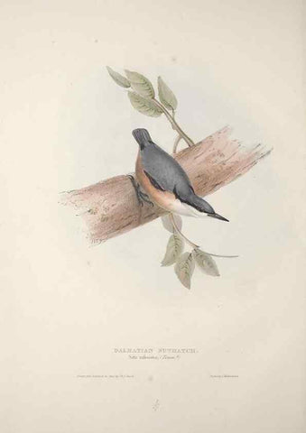 Reproducción/Reproduction 46725168722: The birds of Europe.. London,Printed by R. and J.E. Taylor, pub. by the author,1837.. 