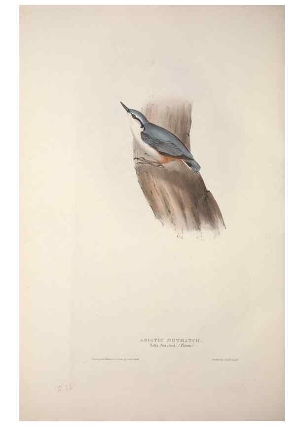 Reproducción/Reproduction 46725170042: The birds of Europe.. London,Printed by R. and J.E. Taylor, pub. by the author,1837.. 