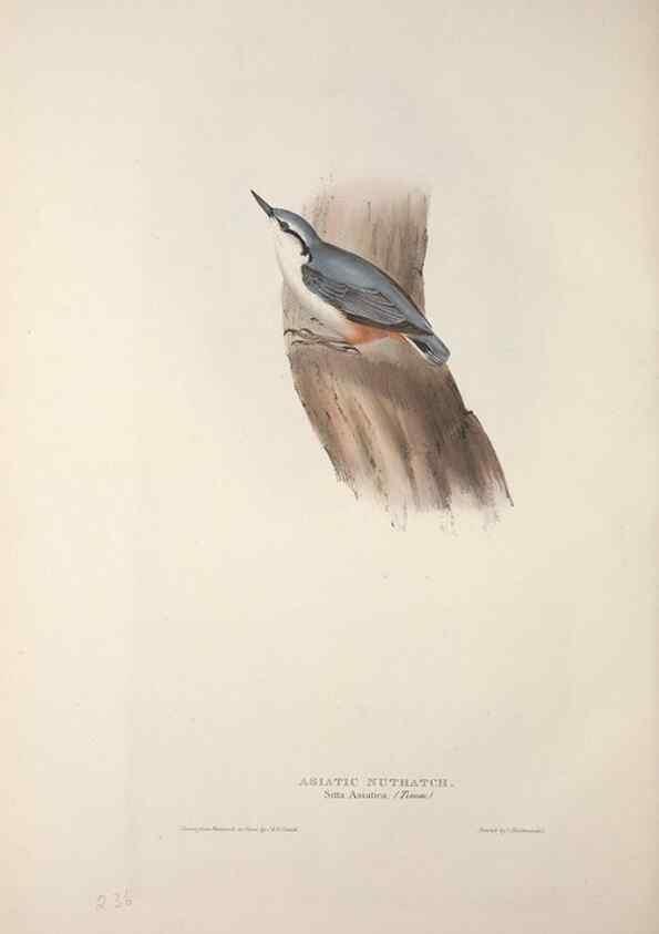 Reproducción/Reproduction 46725170042: The birds of Europe.. London,Printed by R. and J.E. Taylor, pub. by the author,1837.. 