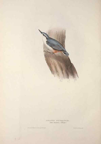 Reproducción/Reproduction 46725170042: The birds of Europe.. London,Printed by R. and J.E. Taylor, pub. by the author,1837.. 
