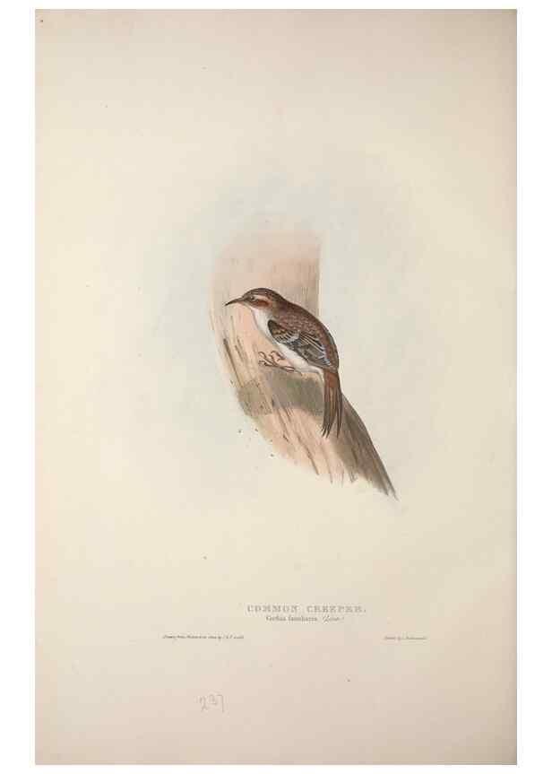 Reproducción/Reproduction 45862868965: The birds of Europe.. London,Printed by R. and J.E. Taylor, pub. by the author,1837.. 