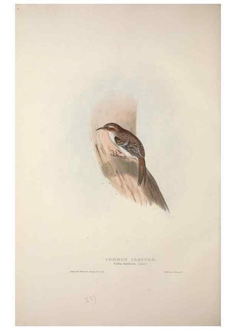 Reproducción/Reproduction 45862868965: The birds of Europe.. London,Printed by R. and J.E. Taylor, pub. by the author,1837.. 