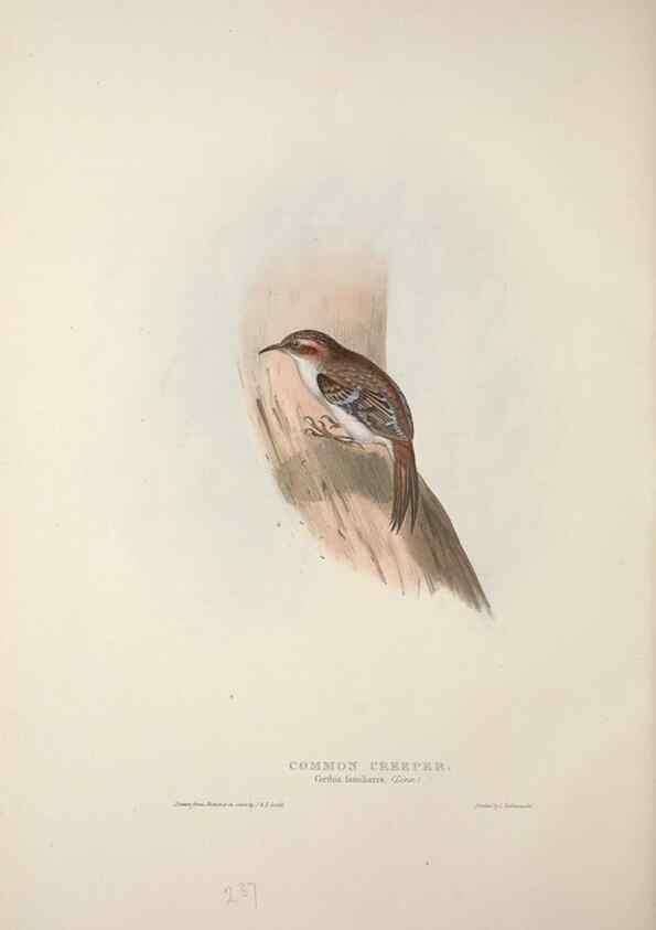 Reproducción/Reproduction 45862868965: The birds of Europe.. London,Printed by R. and J.E. Taylor, pub. by the author,1837.. 