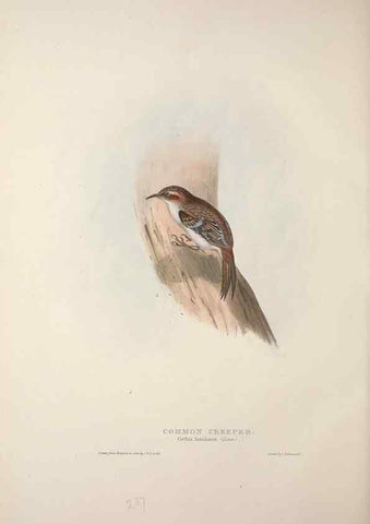 Reproducción/Reproduction 45862868965: The birds of Europe.. London,Printed by R. and J.E. Taylor, pub. by the author,1837.. 
