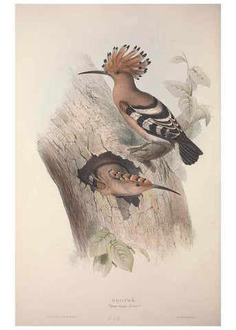 Reproducción/Reproduction 46777929791: The birds of Europe.. London,Printed by R. and J.E. Taylor, pub. by the author,1837.. 