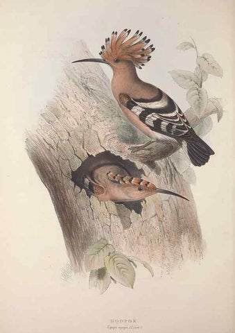 Reproducción/Reproduction 46777929791: The birds of Europe.. London,Printed by R. and J.E. Taylor, pub. by the author,1837.. 