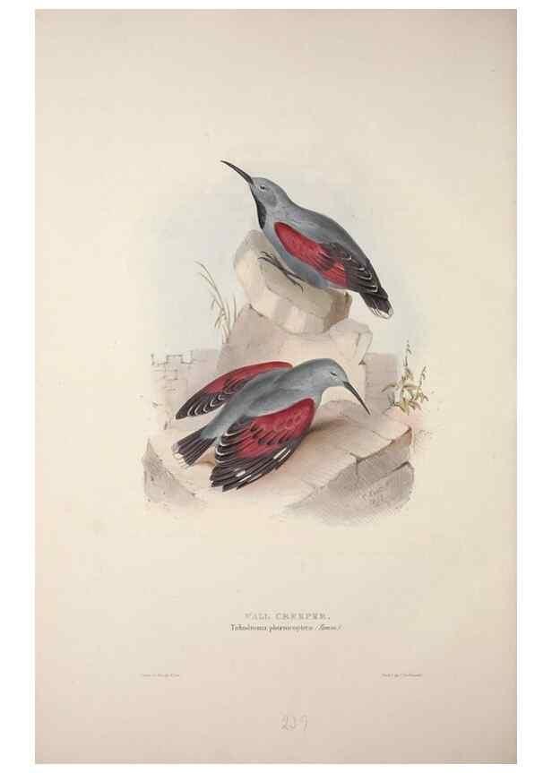 Reproducción/Reproduction 39812606053: The birds of Europe.. London,Printed by R. and J.E. Taylor, pub. by the author,1837.. 