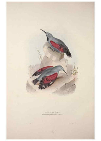 Reproducción/Reproduction 39812606053: The birds of Europe.. London,Printed by R. and J.E. Taylor, pub. by the author,1837.. 