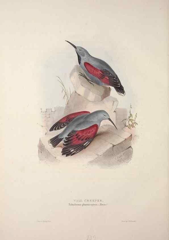 Reproducción/Reproduction 39812606053: The birds of Europe.. London,Printed by R. and J.E. Taylor, pub. by the author,1837.. 