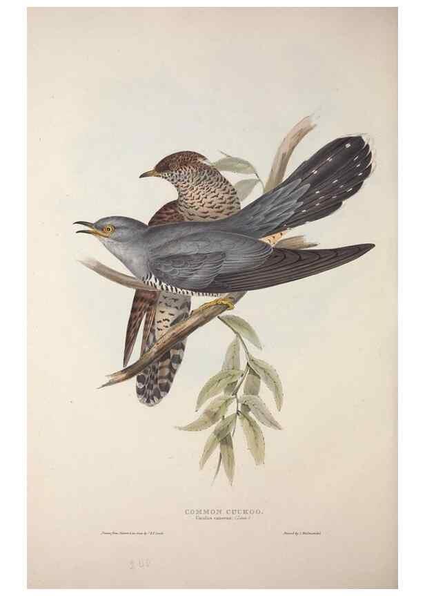 Reproducción/Reproduction 46777933401: The birds of Europe.. London,Printed by R. and J.E. Taylor, pub. by the author,1837.. 