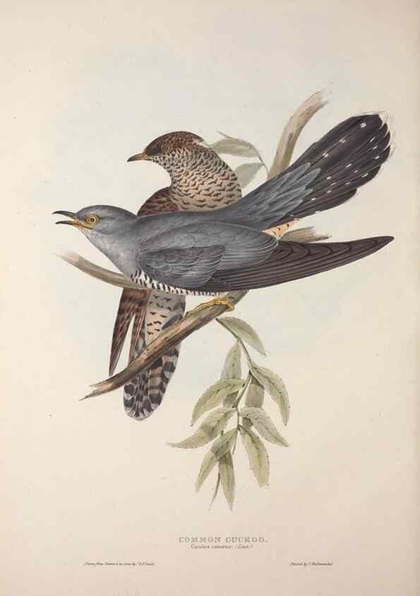 Reproducción/Reproduction 46777933401: The birds of Europe.. London,Printed by R. and J.E. Taylor, pub. by the author,1837.. 
