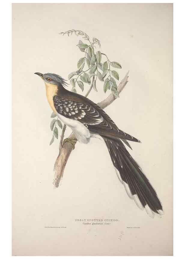 Reproducción/Reproduction 45862873375: The birds of Europe.. London,Printed by R. and J.E. Taylor, pub. by the author,1837.. 