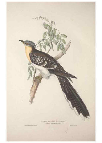 Reproducción/Reproduction 45862873375: The birds of Europe.. London,Printed by R. and J.E. Taylor, pub. by the author,1837.. 