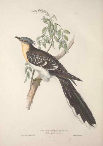 Reproducción/Reproduction 45862873375: The birds of Europe.. London,Printed by R. and J.E. Taylor, pub. by the author,1837.. 