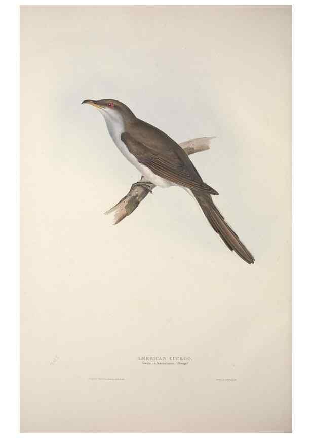 Reproducción/Reproduction 32902259078: The birds of Europe.. London,Printed by R. and J.E. Taylor, pub. by the author,1837.. 