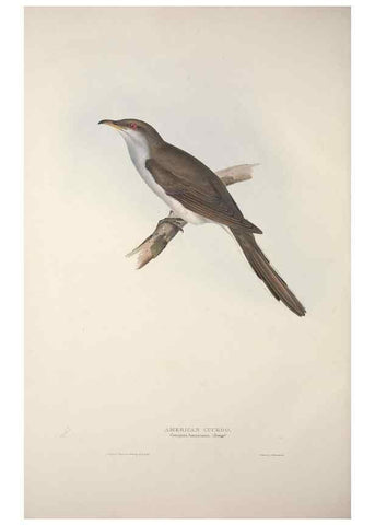 Reproducción/Reproduction 32902259078: The birds of Europe.. London,Printed by R. and J.E. Taylor, pub. by the author,1837.. 
