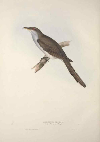 Reproducción/Reproduction 32902259078: The birds of Europe.. London,Printed by R. and J.E. Taylor, pub. by the author,1837.. 