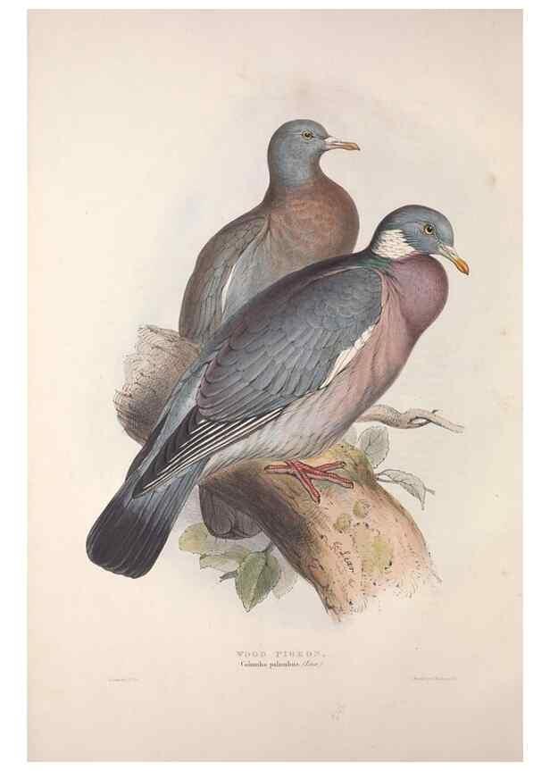 Reproducción/Reproduction 45862980005: The birds of Europe.. London,Printed by R. and J.E. Taylor, pub. by the author,1837.. 