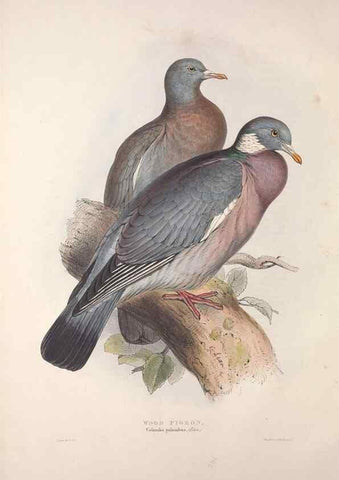 Reproducción/Reproduction 45862980005: The birds of Europe.. London,Printed by R. and J.E. Taylor, pub. by the author,1837.. 