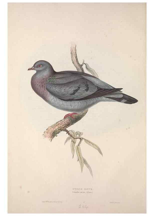Reproducción/Reproduction 45862981125: The birds of Europe.. London,Printed by R. and J.E. Taylor, pub. by the author,1837.. 