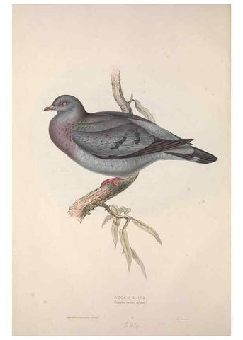 Reproducción/Reproduction 45862981125: The birds of Europe.. London,Printed by R. and J.E. Taylor, pub. by the author,1837.. 