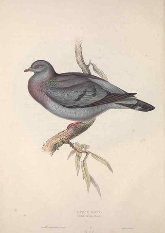 Reproducción/Reproduction 45862981125: The birds of Europe.. London,Printed by R. and J.E. Taylor, pub. by the author,1837.. 